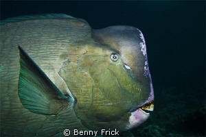 A green humphead parrotfish in Sipadan. I used a Canon 5D... by Benny Frick 
